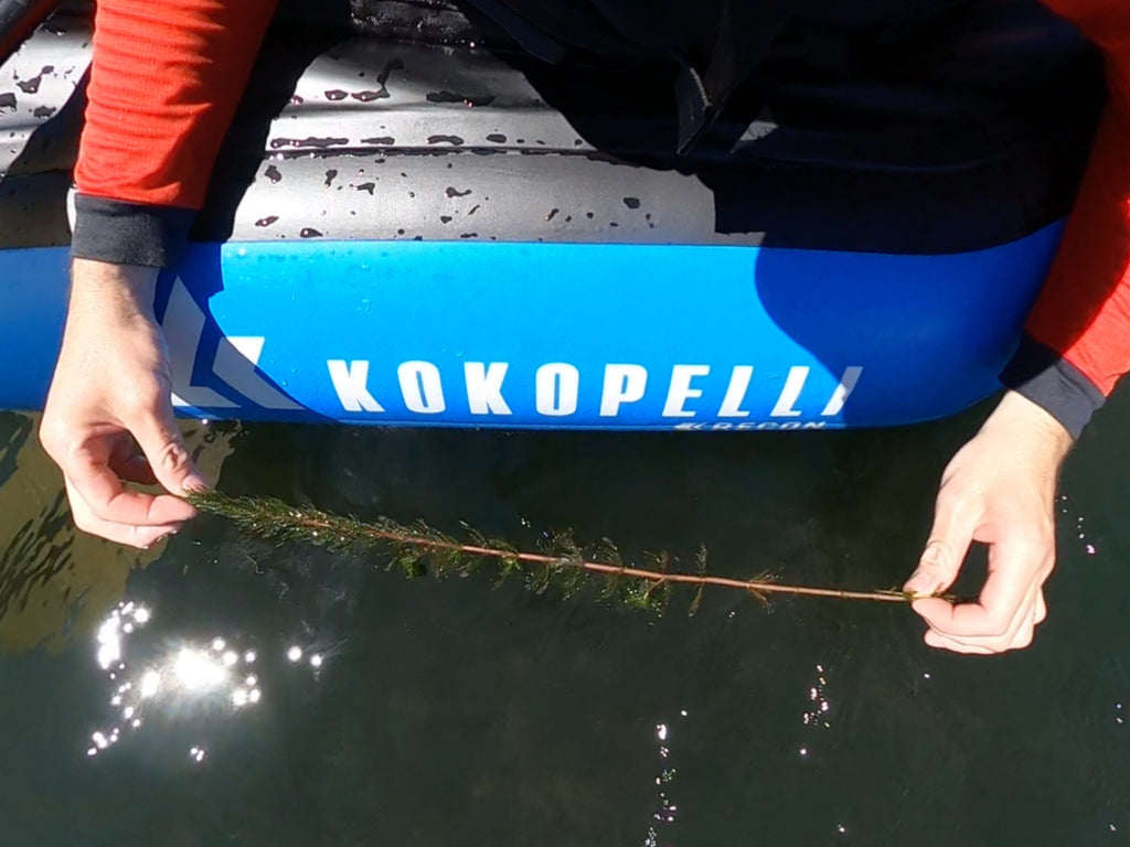 Aquatic Invasive Species